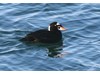Photo of Surf Scoter - Melanitta perspicillata